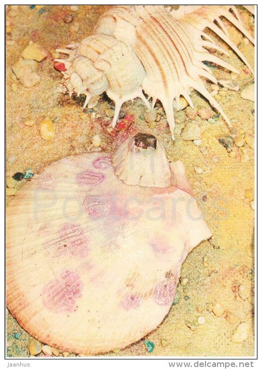 Troschel´s Murex - Murex troscheli - Chlamys Sp - snail - mollusk - 1975 - Russia USSR - unused - JH Postcards