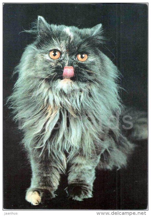 Persian Tortie - Cat - 1991 - Russia USSR - unused - JH Postcards