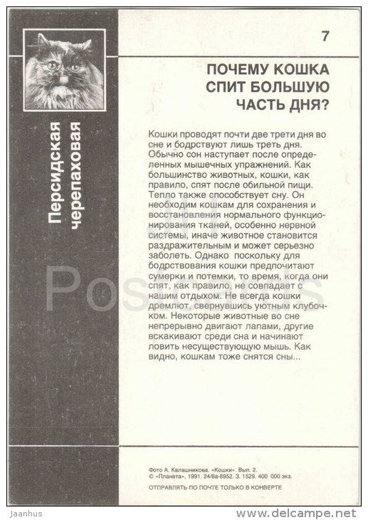 Persian Tortie - Cat - 1991 - Russia USSR - unused - JH Postcards