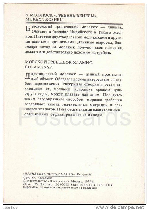 Troschel´s Murex - Murex troscheli - Chlamys Sp - snail - mollusk - 1975 - Russia USSR - unused - JH Postcards