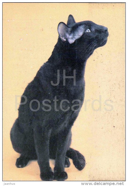Oriental Shorthair - Havana Brown - Cat - 1991 - Russia USSR - unused - JH Postcards