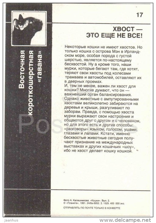 Oriental Shorthair - Havana Brown - Cat - 1991 - Russia USSR - unused - JH Postcards