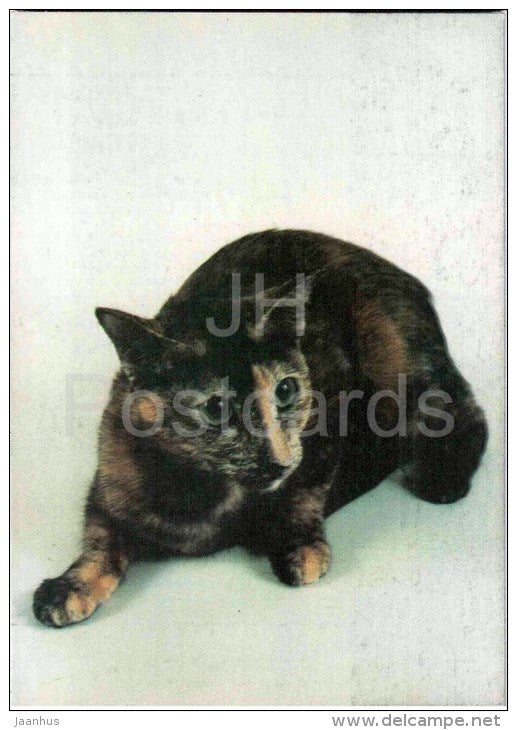 Oriental Shorthair - Tortoiseshell - Cat - 1991 - Russia USSR - unused - JH Postcards