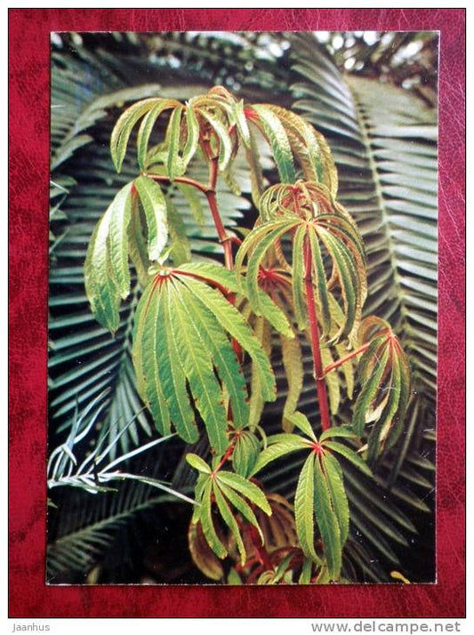 Palm-leaf Begonia - Begonia luxurians - flowers - 1987 - Russia - USSR - unused - JH Postcards