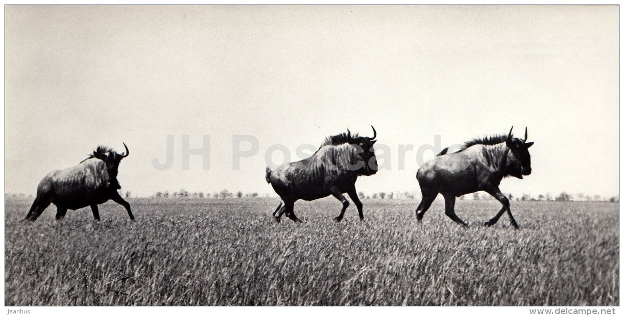 Wildebeest - Antelope Gnu - Askania-Nova Reserve - 1974 - Ukraine USSR - unused - JH Postcards