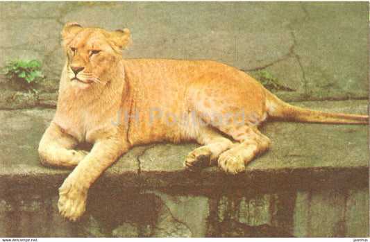 Lion - Riga Zoo - Latvia USSR - unused - JH Postcards