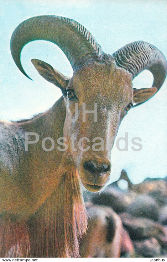 Barbary sheep - Ammotragus lervia - Moscow Zoo - animals - 1973 - Mexico - unused - JH Postcards