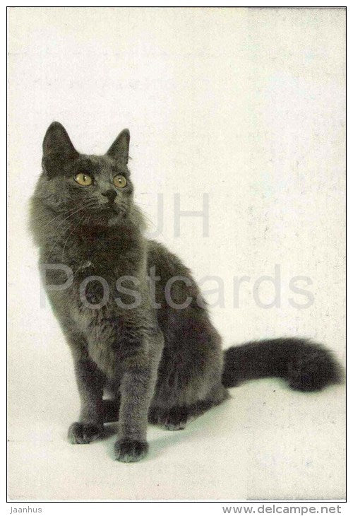 Norwegian Forest Cat - Blue - Cat - 1991 - Russia USSR - unused - JH Postcards