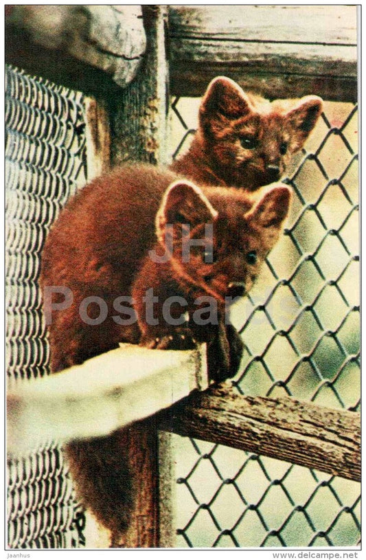 Sable - Martes zibellina - Moscow Zoo - 1969 - Russia USSR - unused - JH Postcards