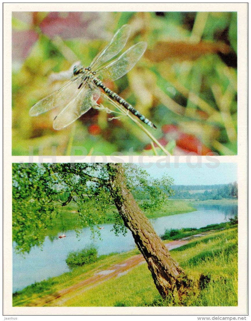 Dragonfly - insect - Nature Encounter - 1973 - Russia USSR - unused - JH Postcards