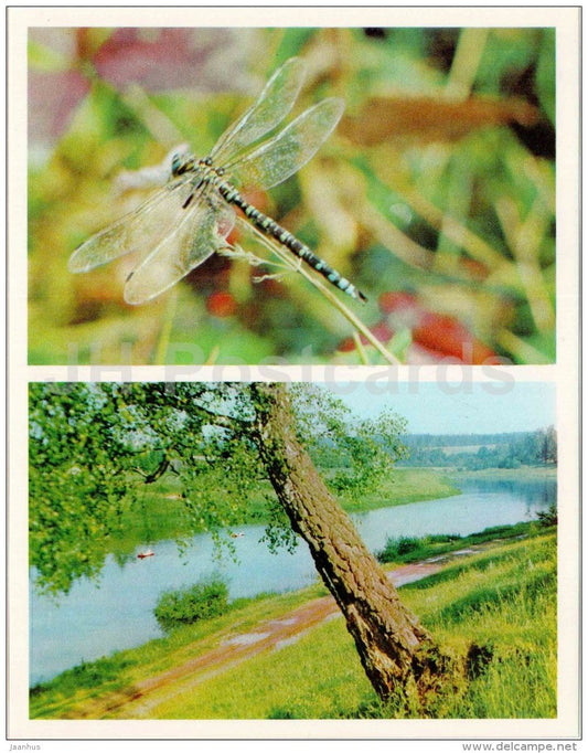 Dragonfly - insect - Nature Encounter - 1973 - Russia USSR - unused - JH Postcards