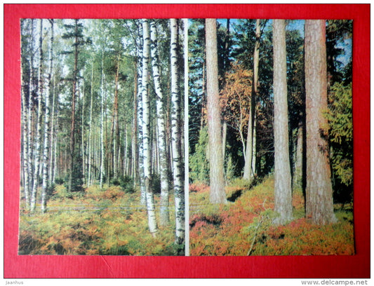A Pine-Grove and a Birch Stand - Estonia USSR - unused - JH Postcards