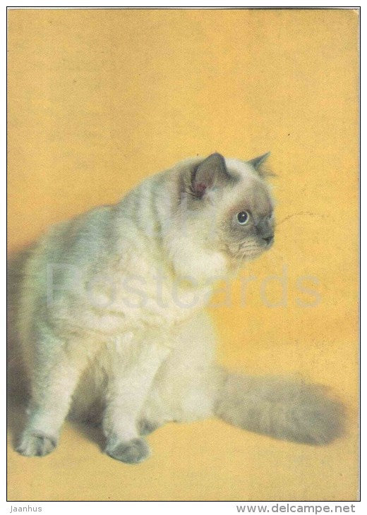 Persian Cat - Blue Point - Cat - 1991 - Russia USSR - unused - JH Postcards