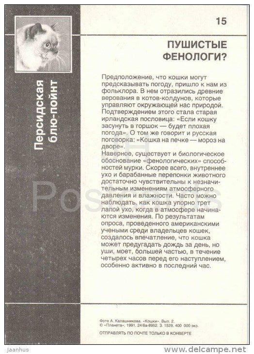 Persian Cat - Blue Point - Cat - 1991 - Russia USSR - unused - JH Postcards