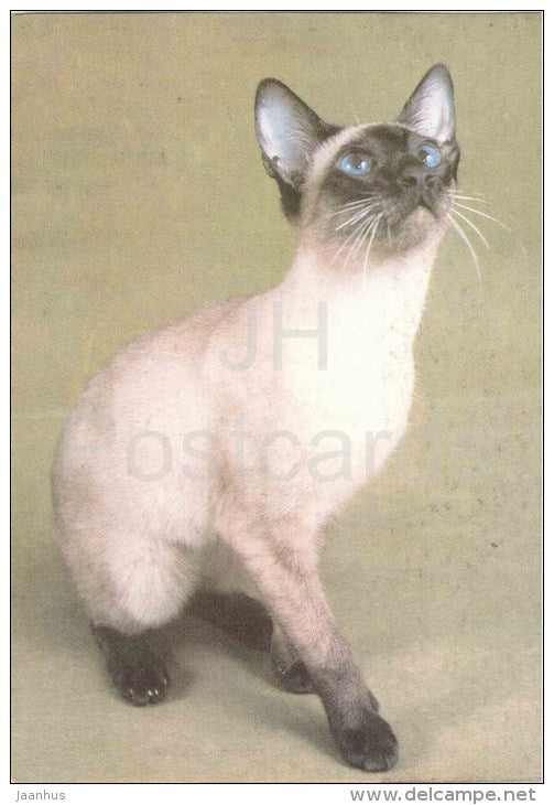Seal Point Siamese Cat - Cat - 1991 - Russia USSR - unused - JH Postcards