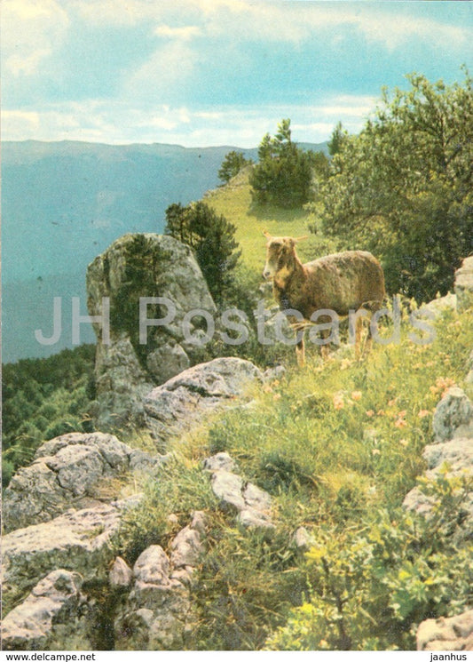 Wild goat - Capra aegagrus - animals - Crimea Nature Reserve - 1969 - Ukraine USSR -  unused - JH Postcards