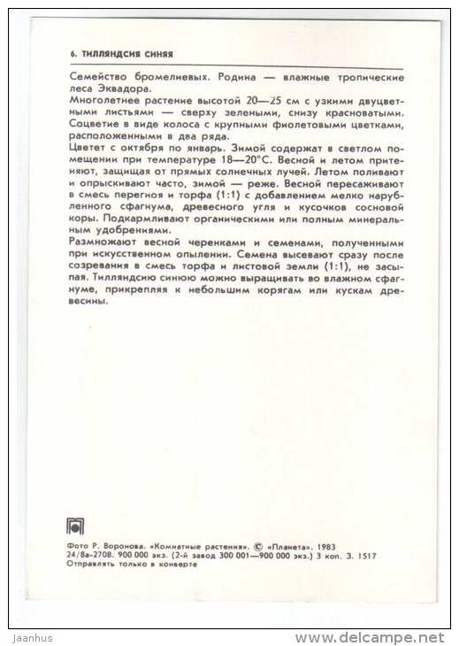 Pink Quill - Tillandsia cyanea - houseplants - flowers - 1983 - Russia USSR - unused - JH Postcards