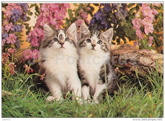 cats - kitten - Finland - unused - JH Postcards