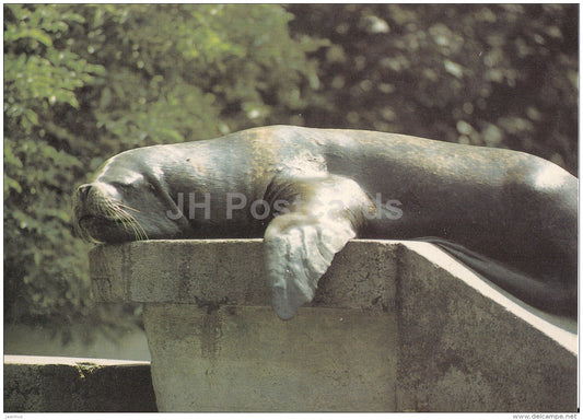 South American sea lion - Otaria byronia - animals - Zoo - Czechoslovakia - unused - JH Postcards