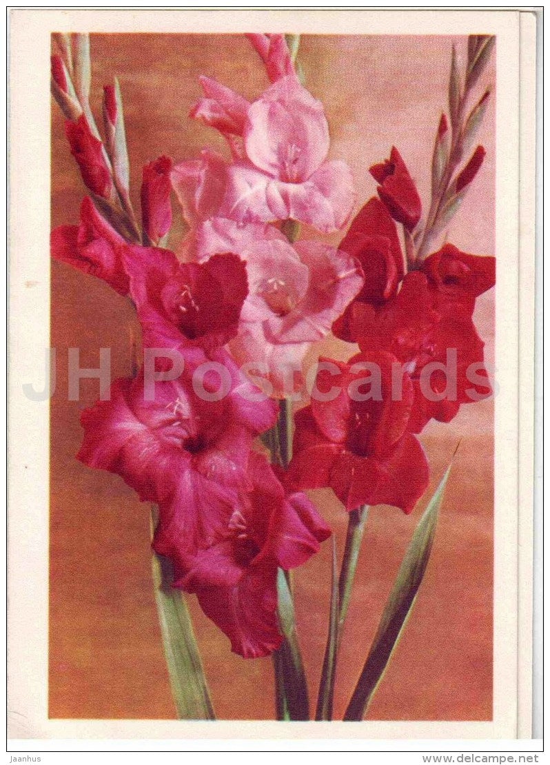 greeting card - Gladiolus - flowers - telegram - 1972 - Russia USSR - used - JH Postcards