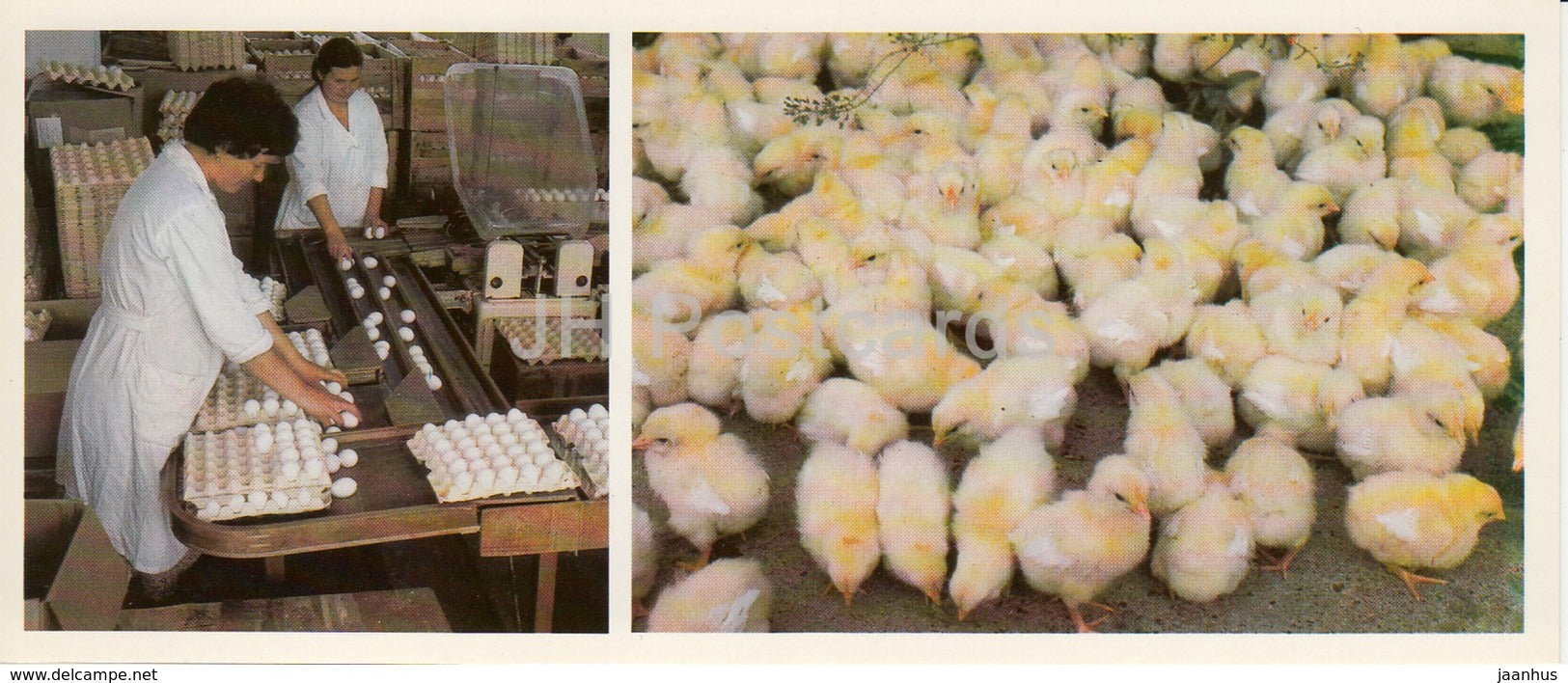 Ezhvinsky poultry farm - eggs - chicken - Komi Republic - 1984 - Russia USSR - unused - JH Postcards