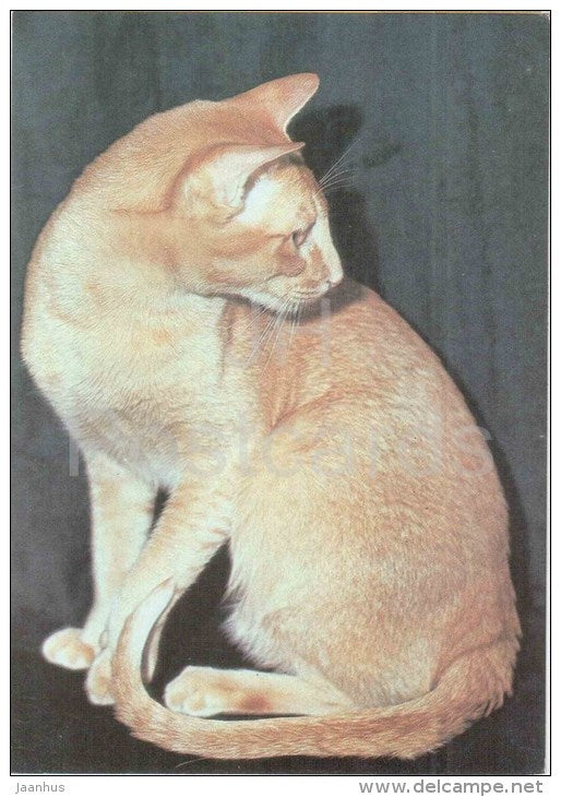 Oriental Shorthair Red Cat - Cat - 1991 - Russia USSR - unused - JH Postcards