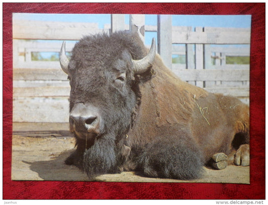 American bison - Bison bison - animals - Tallinn Zoo - 1989 - Estonia - USSR - unused - JH Postcards