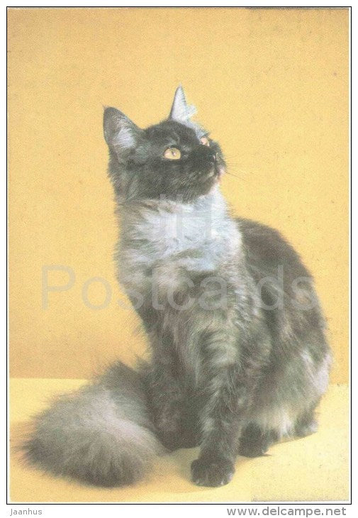 Norwegian Forest Cat - Cat - 1991 - Russia USSR - unused - JH Postcards