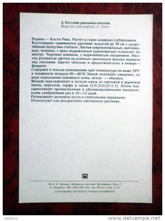 Bull´s Eye Begonia - Begonia conchaifolia - flowers - 1987 - Russia - USSR - unused - JH Postcards