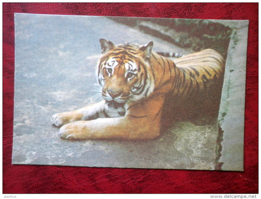 Bengal tiger - Panthera tigris tigris - Riga Zoo - animals - 1980 - Latvia USSR - unused - JH Postcards