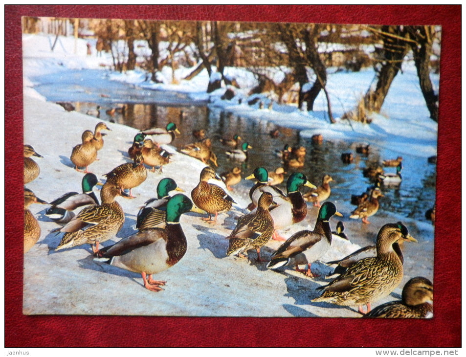 Mallard - Anas platyrhynchos - Birds - 1984 - Estonia USSR - unused - JH Postcards