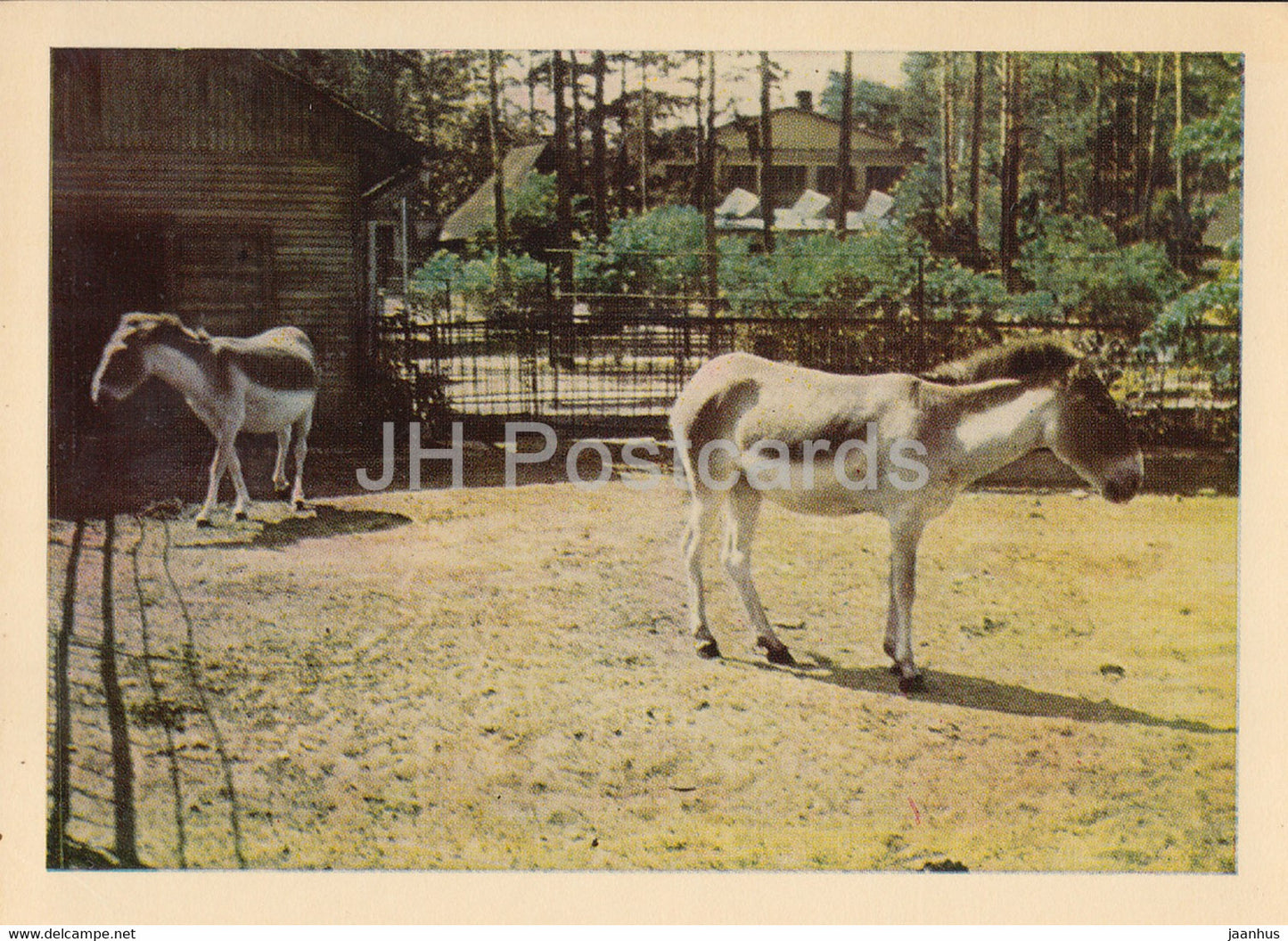 Riga Zoo - Kiang - Equus kiang - Latvia USSR - unused - JH Postcards