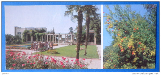 pomegranate , Punica - Nikitsky Botanical Garden - 1981 - Ukraine USSR - unused - JH Postcards