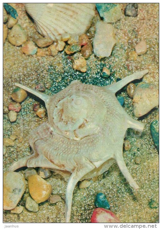 Guldfordia sp - mollusk - 1975 - Russia USSR - unused - JH Postcards