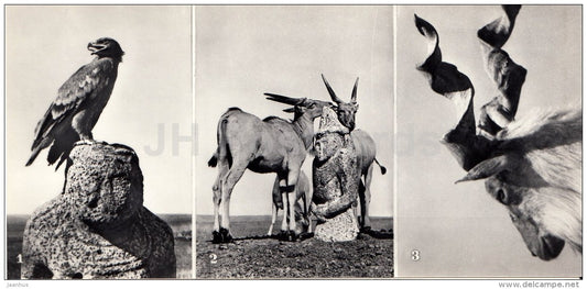 Steppe Eagle - Antelope - Markhor - Askania-Nova Reserve - 1974 - Ukraine USSR - unused - JH Postcards