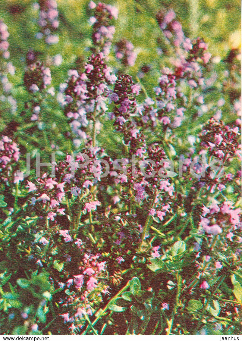Breckland thyme - Breckland thyme - Medicinal Plants - 1981 - Russia USSR - unused - JH Postcards