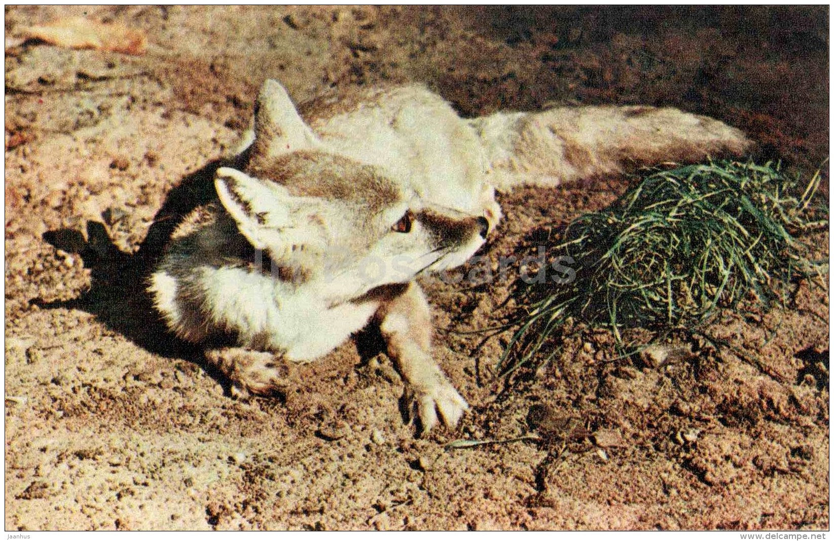 Corsac fox - Vulpes corsac - Moscow Zoo - 1969 - Russia USSR - unused - JH Postcards