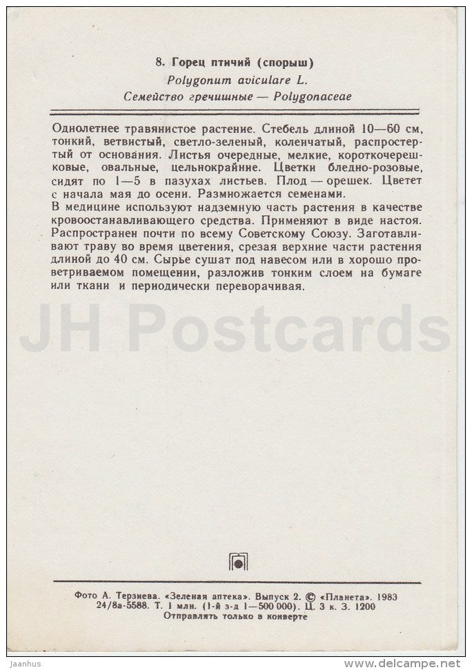 Knotgrass - Polygonum aviculare - Medicinal Plants - 1983 - Russia USSR - unused - JH Postcards