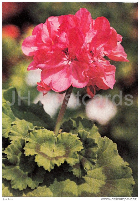 Springtime - flowers - Geranium - 1985 - Czech - Czechoslovakia - unused - JH Postcards