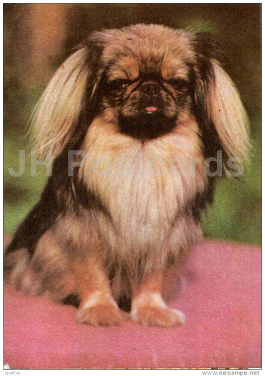 Pekingese - dog - 1977 - Estonia USSR - unused - JH Postcards