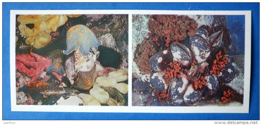 The Blue Bat Star , Patiria pectinifera - Crenomytilus grayanus - starfish - Japanese sea - 1977 - Russia USSR - unused - JH Postcards