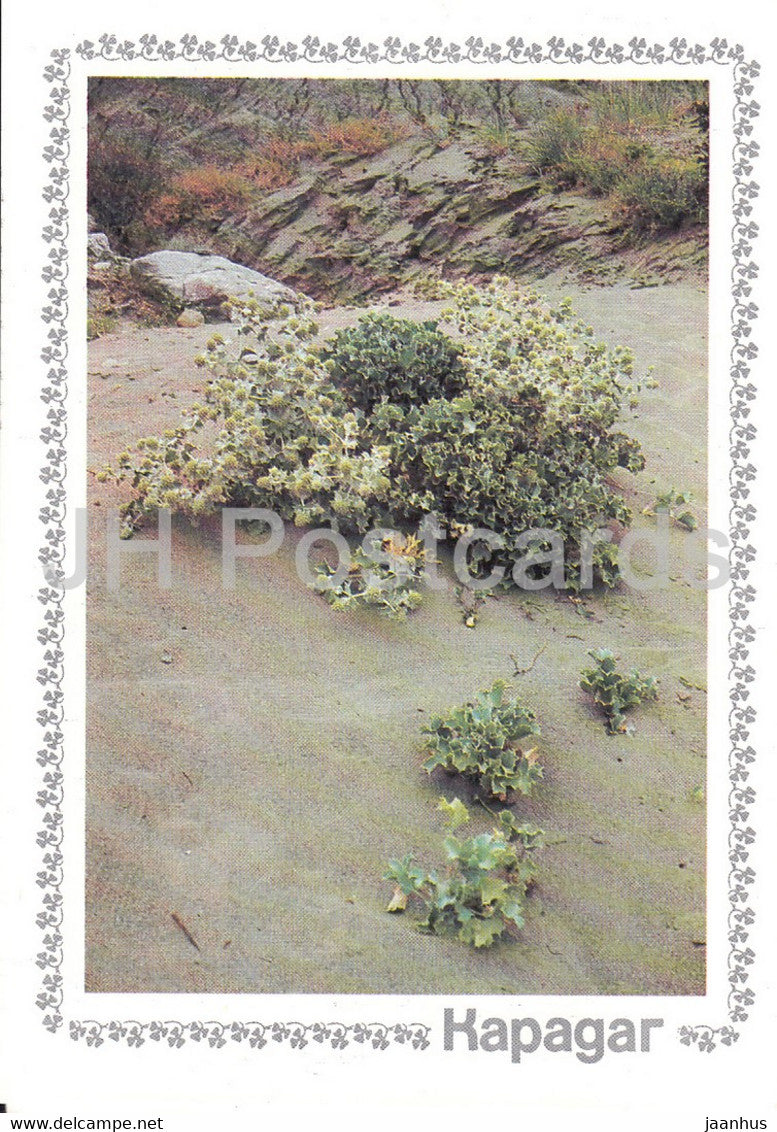 Karadag - Sea holly - Eryngium maritimum - plants - Crimea - 1989 - Ukraine USSR - unused - JH Postcards