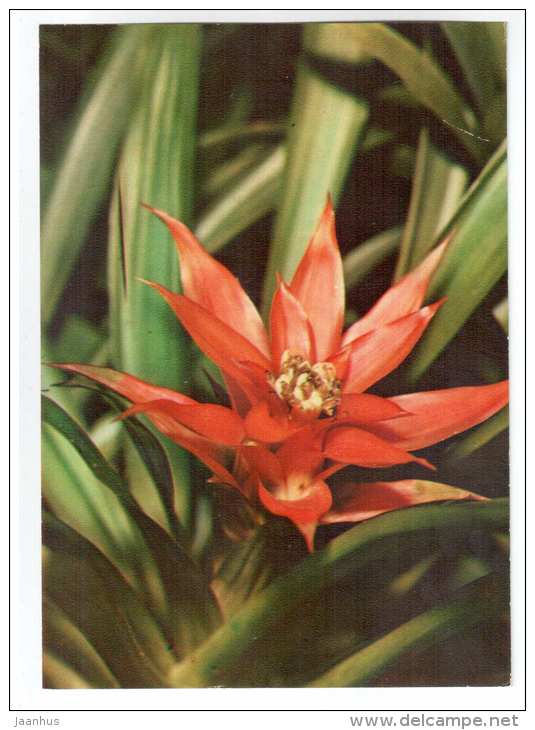 Scarlet Star - Guzmania lingulata - houseplants - flowers - 1983 - Russia USSR - unused - JH Postcards