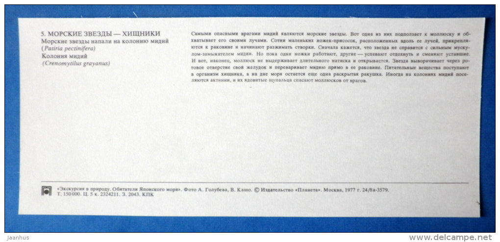The Blue Bat Star , Patiria pectinifera - Crenomytilus grayanus - starfish - Japanese sea - 1977 - Russia USSR - unused - JH Postcards