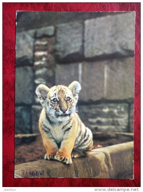 Siberian Tiger - Amur Tiger - Panthera tigris altaica - animals - 1982 - Russia - USSR - used - JH Postcards