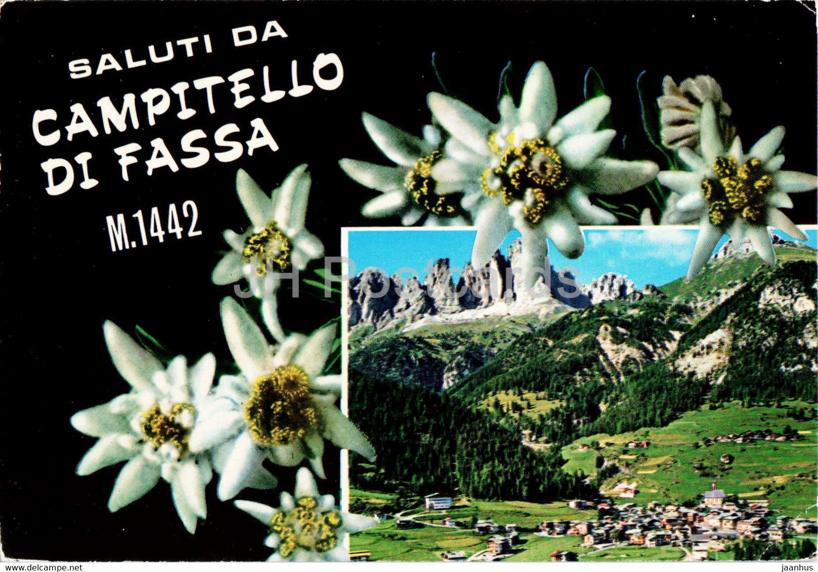 Saluti da Campitello di Fassa 1442 m - Edelweiss - flower  - 1977 - Italy - used - JH Postcards