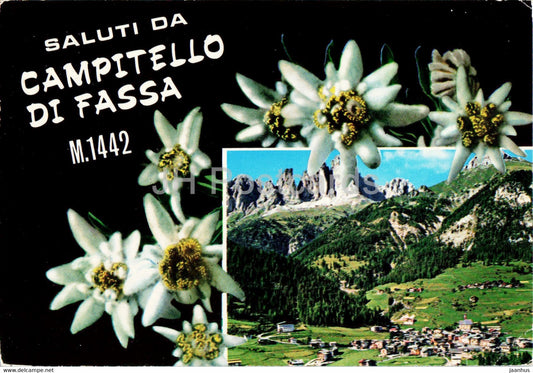 Saluti da Campitello di Fassa 1442 m - Edelweiss - flower  - 1977 - Italy - used - JH Postcards