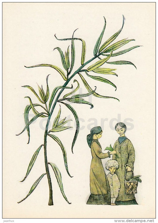 Estragon - Spice Plants - 1983 - Russia USSR - unused - JH Postcards