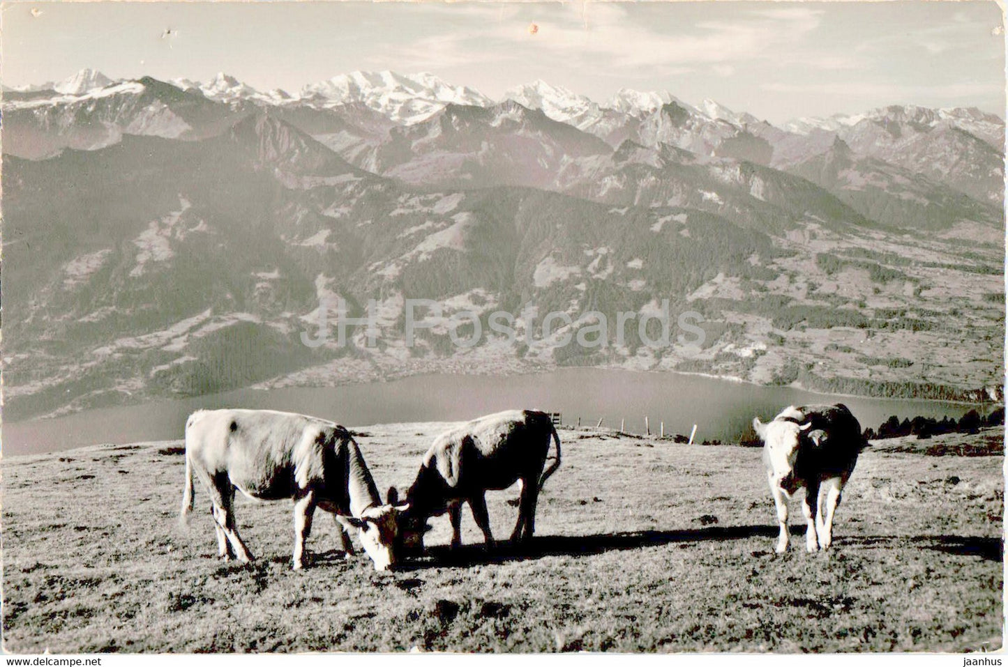 Viehweide auf dem Niederhorn b Beatenberg - Thunersee - animals - cow - 19354 - old postcard - Switzerland - used - JH Postcards