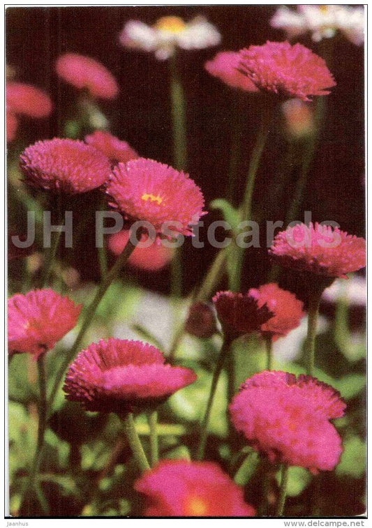 Bellis - flowers - 1970 - Estonia USSR - unused - JH Postcards